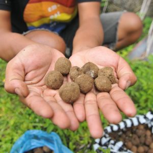 Nusa Penida Menuju Ekologis di Tengah Padatnya Pembangunan Akomodasi