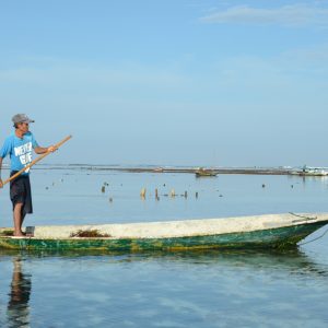 The Return of Seaweed to the Sea of Nusa Penida